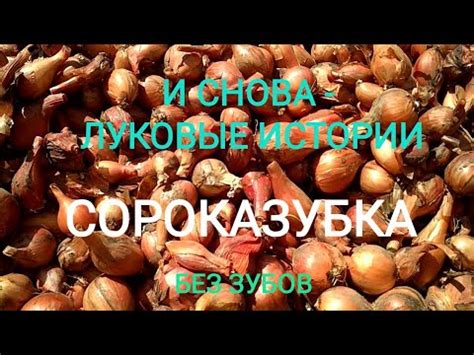 Убираем лук сороказубка. Какие были обработки при выращивании - YouTube