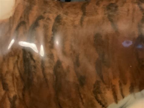 Brindle Bulldogs a beautiful fur patina | Collectibulldogs.com