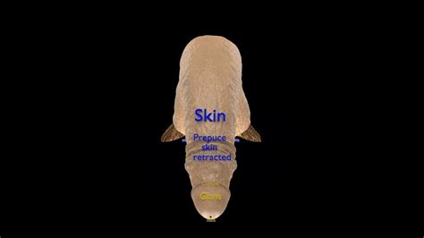 artstation penis anatomy labelled anatomy resources