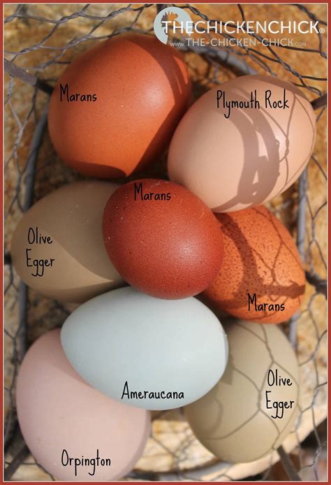 Discover 17 Chicken Egg Colors and Easter Egger Rooster Vs. Hen Ideas