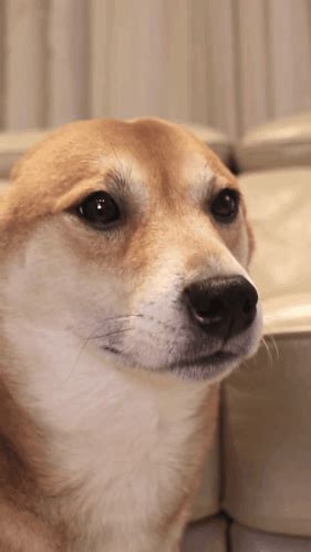 Shiba Inu Dancing GIF - Shiba Inu Dancing - Discover & Share GIFs