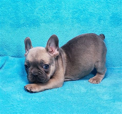 Frenchtons By Design | Simply the Best Frenchton Puppy for Your Family!