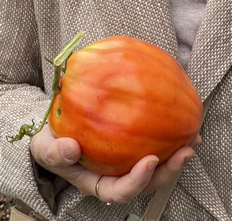 Томат Древнее сердцеАкви Терме: описание сорта, ОТЗЫВЫ (6) | tomatland.ru