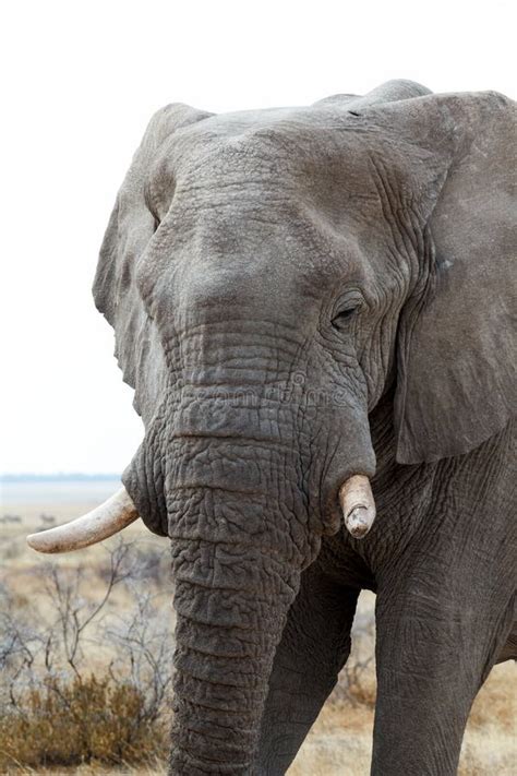 Большие африканские слоны на национальном парке Etosha Стоковое Фото ...