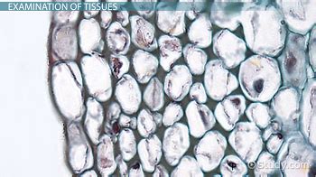 tissue  animals plants types examples lesson studycom