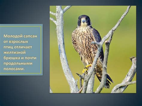 Сапсан (Falco peregrinus) - презентация онлайн