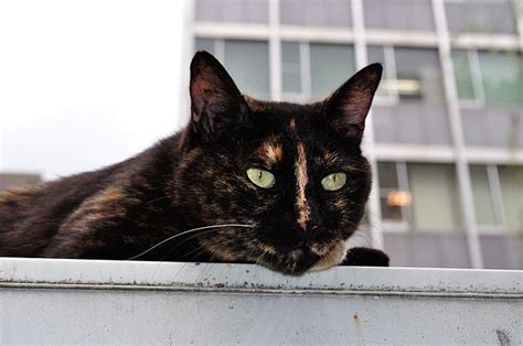 alley cat scottish country dance instructions