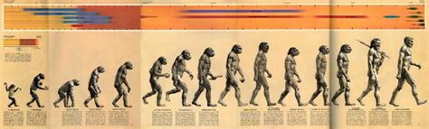 Evolução Primata - Grafico De Evolucao Dos Primatas