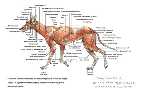 Pix For > Wolf Skeleton Diagram | Анатомия животных, Анатомия, Ветеринария