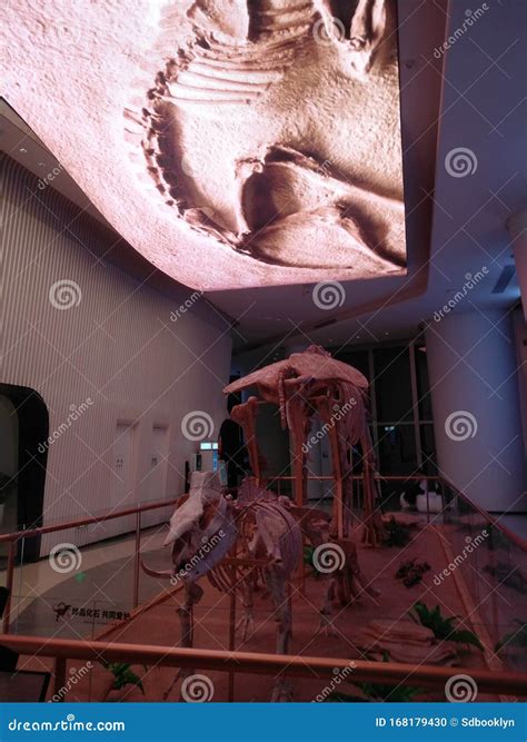 Real Dinosaur Fossil Imprint, Dinosaur Footprint Editorial Image