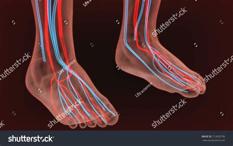 3d Render Foot Nerves Anatomy Stock Illustration 712650799 | Shutterstock