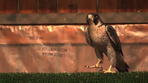 Falcon Images: Peregrine Falcon Fastest Speed