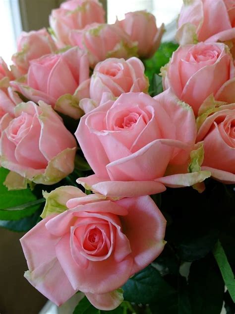 PPPisQQQ-2 | Schöne blumen, Beste blumen, Schöne rose