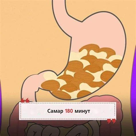 Хоол хүнс ходоодонд хэр хугацаанд шингэдэг вэ?