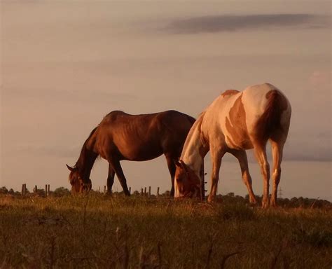 Aprendizajes con caballos... - Aprendizajes con caballos