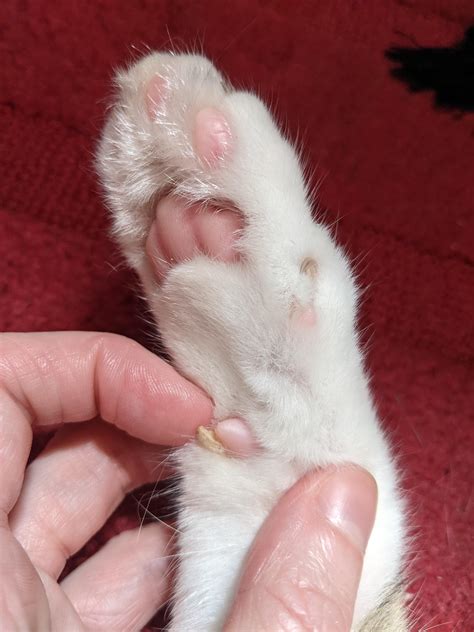 My cat has a 'horn' growing from his carpal pad : r/mildlyinteresting