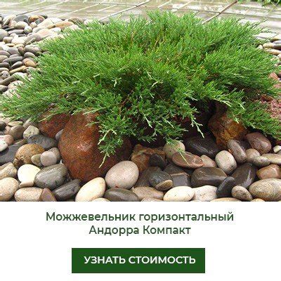 Сорта быстрорастущих туй и можжевельников, самые морозостойкие, для ...