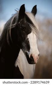 Portrait Black White Tinker Horse Stock Photo 2289174639 | Shutterstock