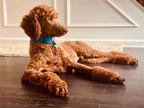 KrisKen Poodles at KB Ranch - PENDING!!! It was a tough, tough choice..... this girl and her
