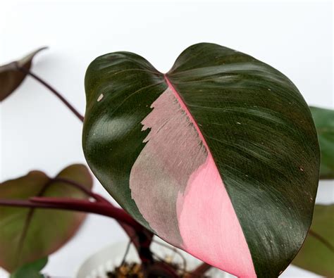 Best variegated indoor plants: 4 varieties | Homes and Gardens