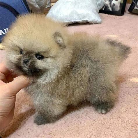 teacup pomeranian puppies for sale $250 near me | tiny teacup ...