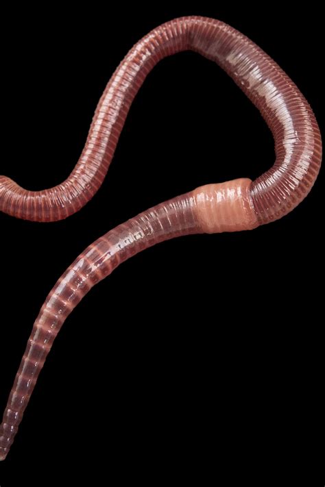Giant African Earthworm