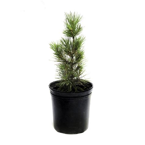 black pine koolau farmers