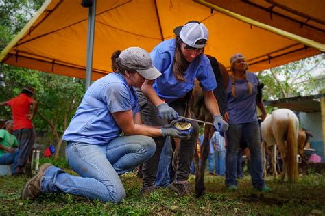 Help Working Horses! Volunteer on our Equine Welfare Project - World