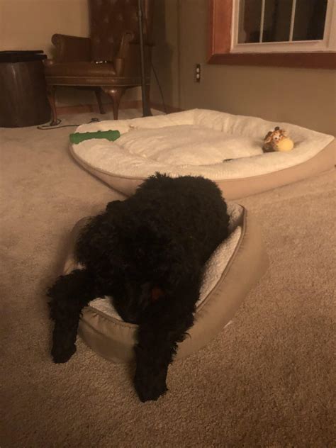 I’m so glad we invested in a nice big bed for him since he won’t fit in the chihuahua’s. : r/poodles