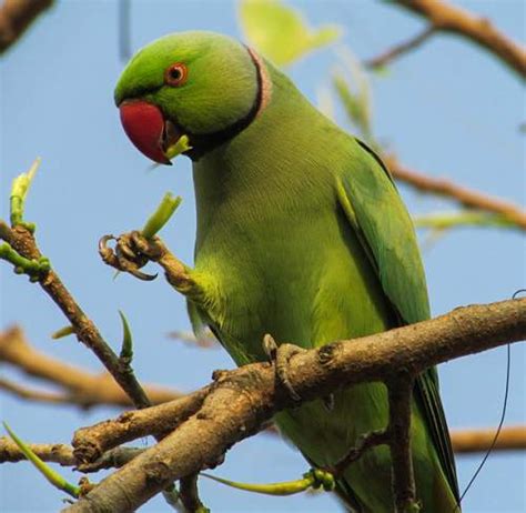 rose ringed parakeet birds  india bird world