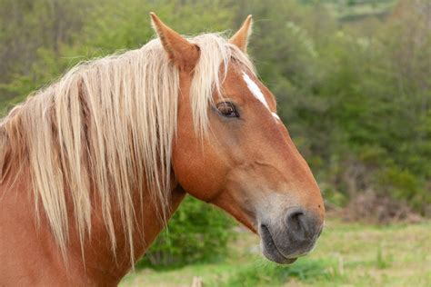 Brown Horse Head · Free Stock Photo