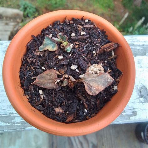 care  chameleon plant mastering water sunlight