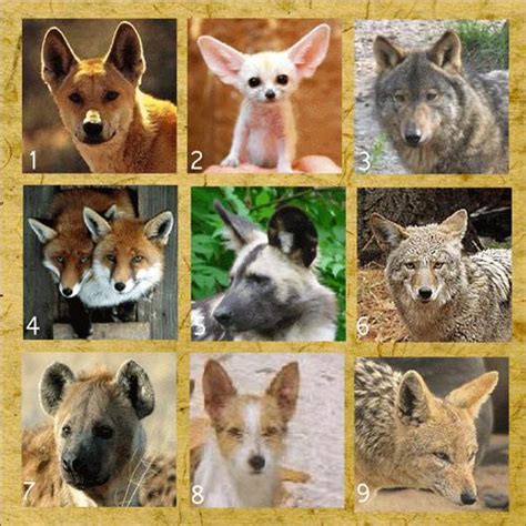 Animal Classificações Inferiores - Canídeos Classificações Inferiores, Altura e Peso | Mundo Ecologia