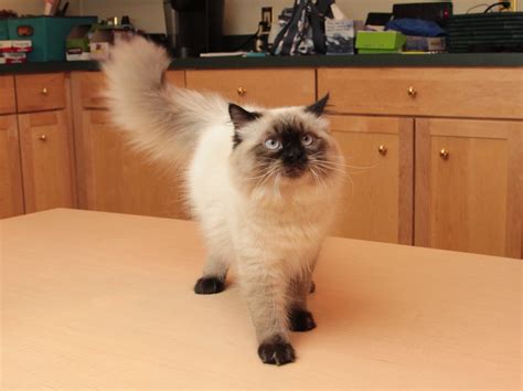 Seal Point Himalayan Cat: A Unique Breed with Blue Eyes