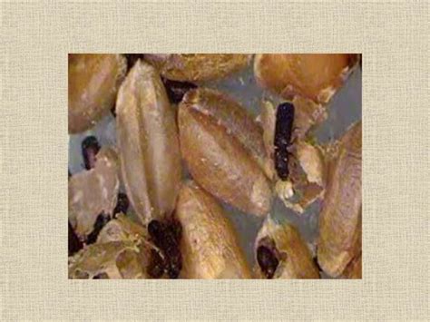 Stored grain pests | PPT
