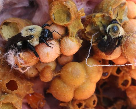 Emergency Bumble Bee Nest Relocation! | NC State Extension