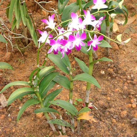 orchid life science workshops