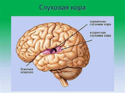 Анатомия и физиология головного мозга Черепно-мозговые нервы