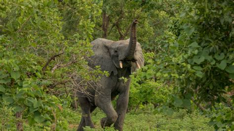 Elephant - Ghana Safari Tours