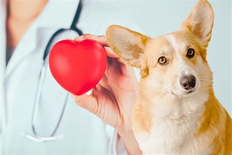Quanto Tempo Vive Um Cachorro Cardiaco - Anatomia do Coração de um Cachorro: Guia Completo para Entender Sua ...