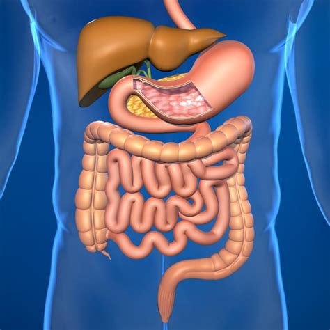 Medicina "Panzinorm Forte": istruzioni per l'uso