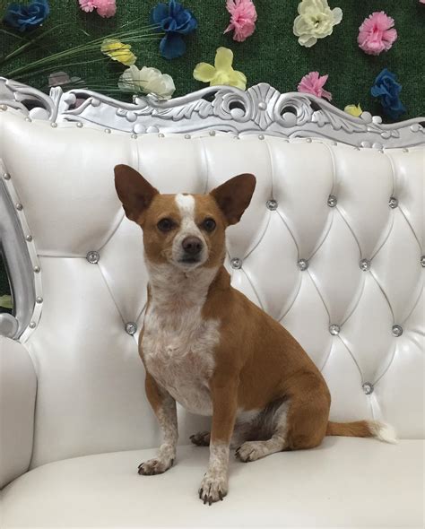Pet Palace of Long Island