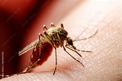 Malaria Infected Mosquito Bite on Green Background. Leishmaniasis ...