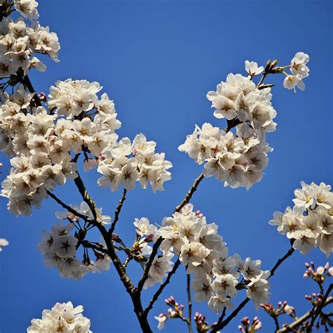 Japanese+Mom+Massage x Photos, Download The BEST Free Japanese+Mom