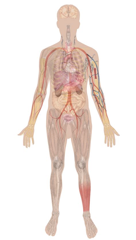 Why It Matters: Overview of Body Systems | Biology for Non-Majors II