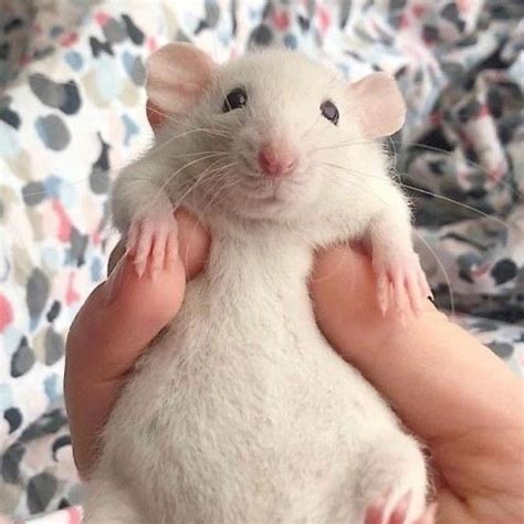 🦄 @rattybot - G 쥐 - TikTok