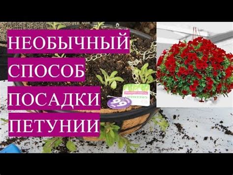 Пикировка Петунии. Необычный, Очень Красивый Способ Посадки Петунии ...