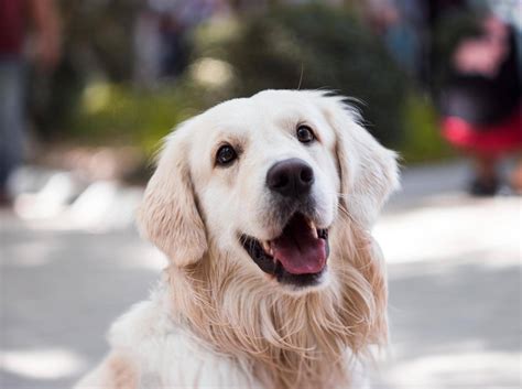 Hunde - Hundeerziehung, Hundehaltung und unser Hunderassen-finder