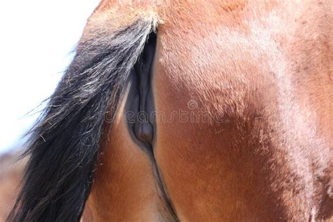 The Backside of a Brown Horse with a Black Tail, a Closeup Shot Stock ...