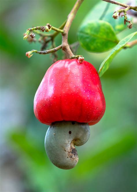 Tropical Fruit Tree